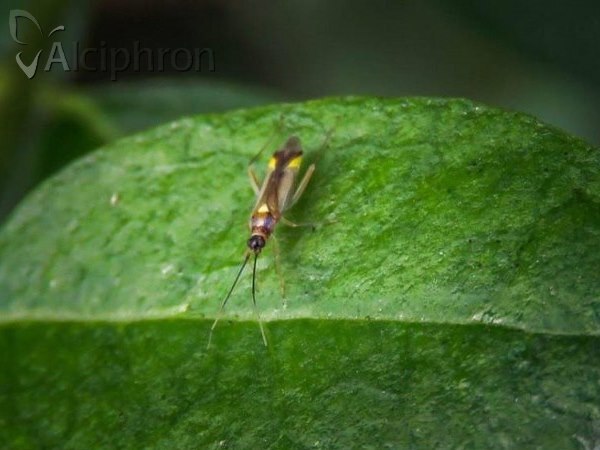 Campyloneura virgula