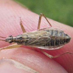 Nabis flavomarginatus