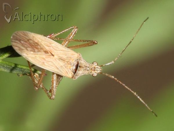 Nabis ferus