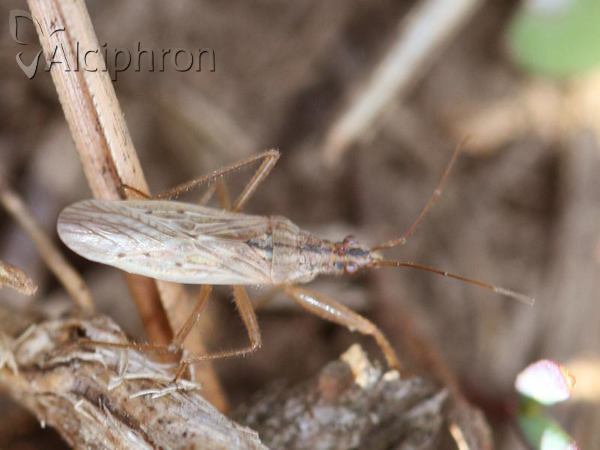 Nabis pseudoferus