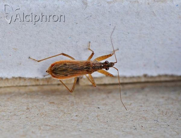 Nabis rugosus