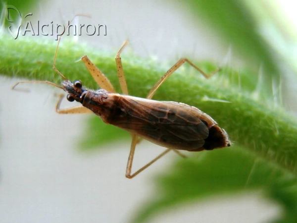Nabis rugosus