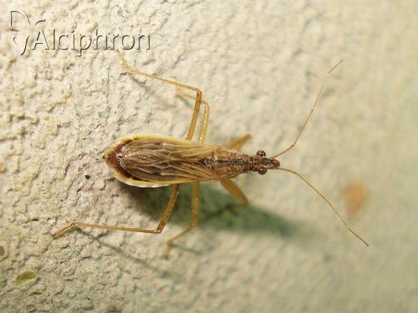 Nabis rugosus