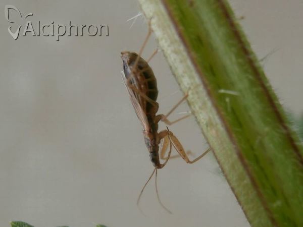 Nabis rugosus
