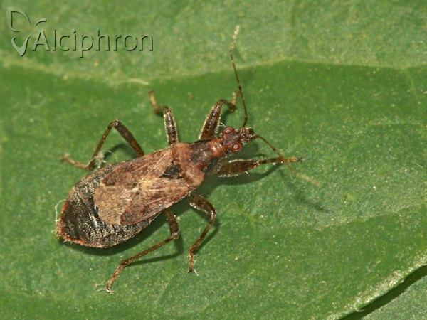 Himacerus mirmicoides