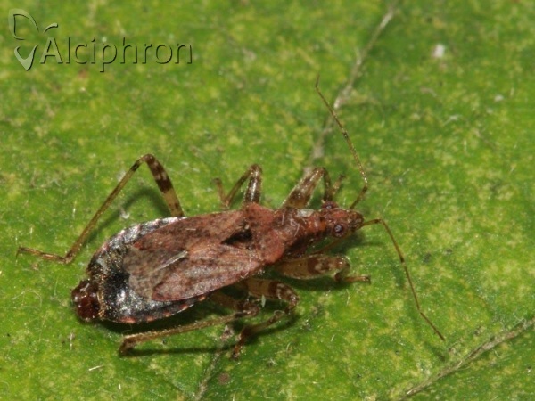 Himacerus mirmicoides