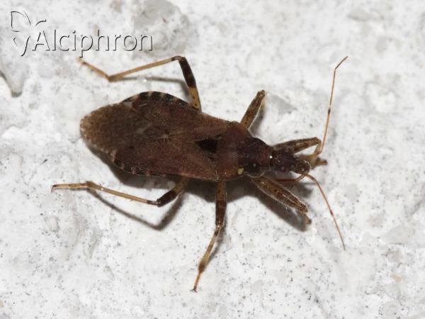 Himacerus mirmicoides