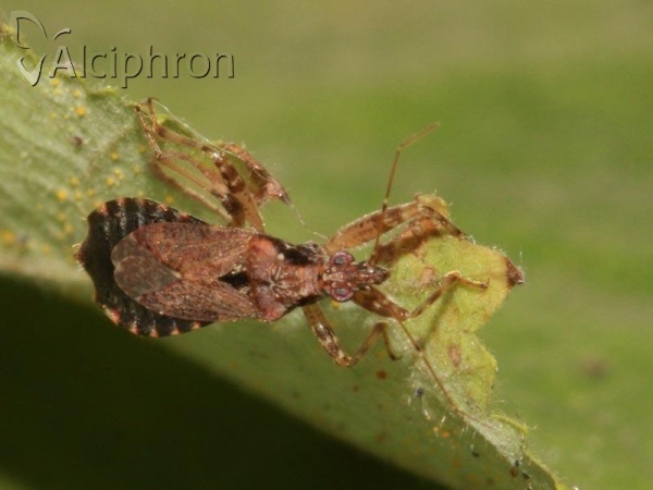 Himacerus mirmicoides