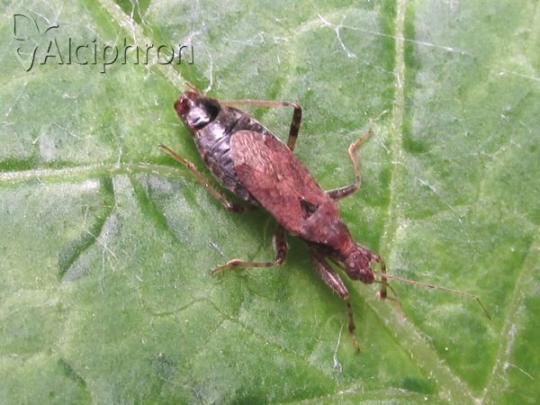 Himacerus mirmicoides