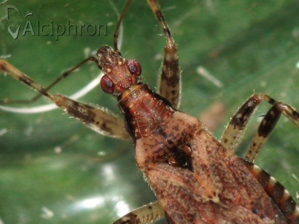 Himacerus mirmicoides