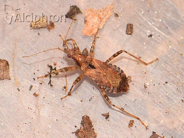 Himacerus mirmicoides