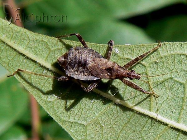 Himacerus apterus