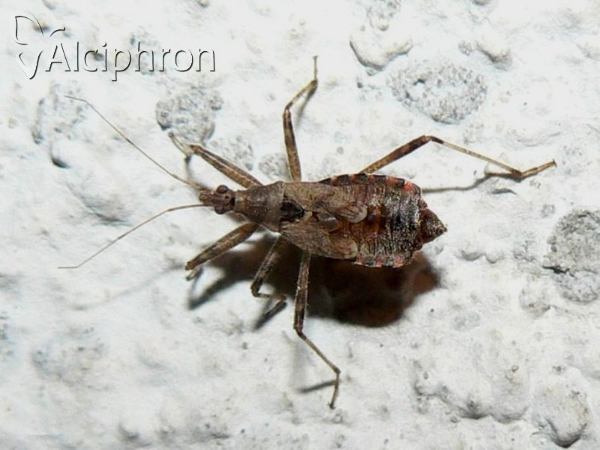 Himacerus apterus