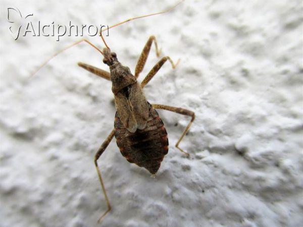 Himacerus apterus