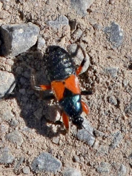 Prostemma aeneicolle