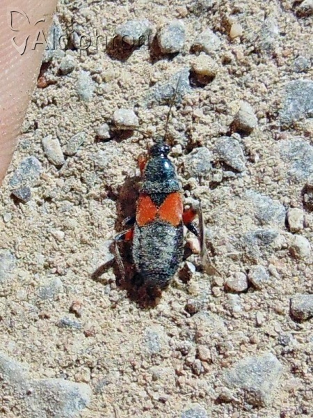 Prostemma aeneicolle