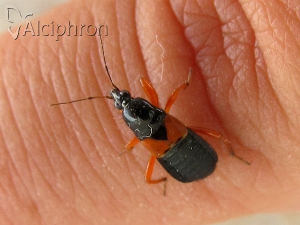 Prostemma guttula