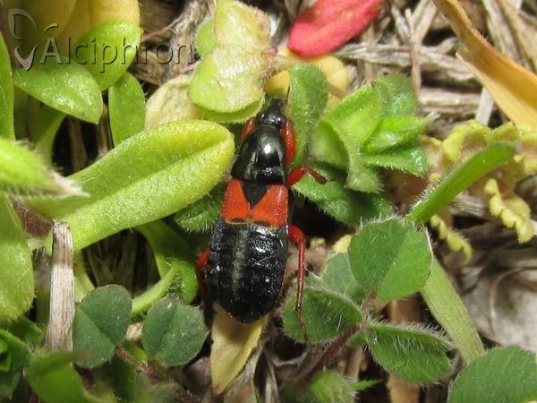 Prostemma guttula
