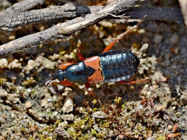 Prostemma guttula