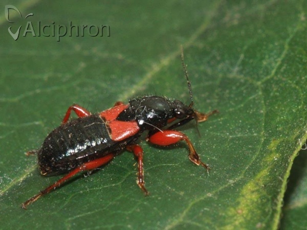 Prostemma guttula