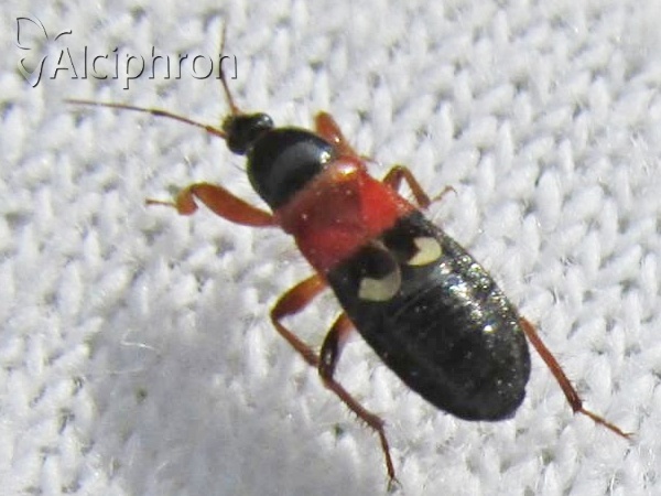 Prostemma sanguineum