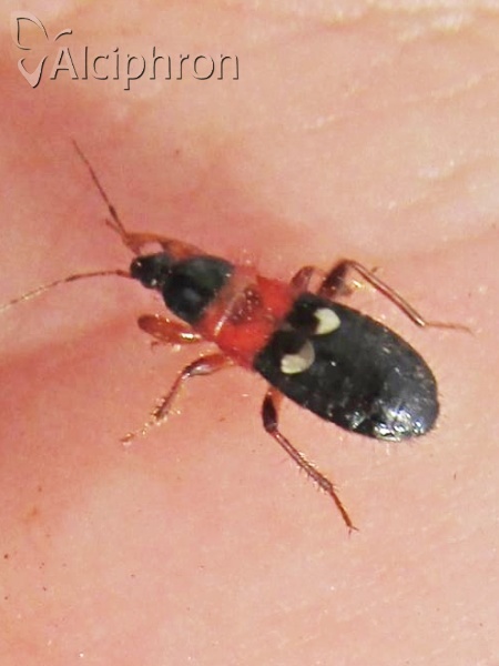 Prostemma sanguineum