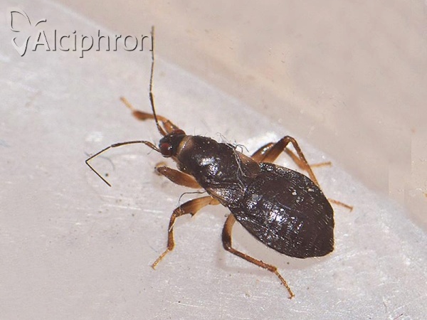 Alloeorhynchus flavipes