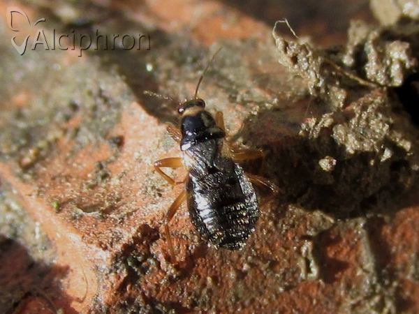 Alloeorhynchus flavipes
