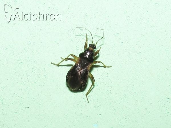 Alloeorhynchus flavipes