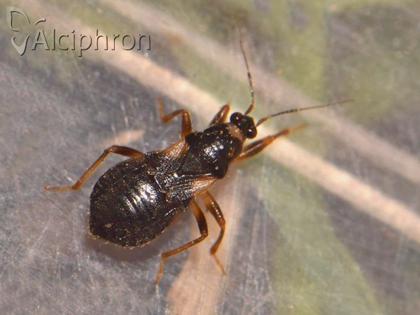 Alloeorhynchus flavipes