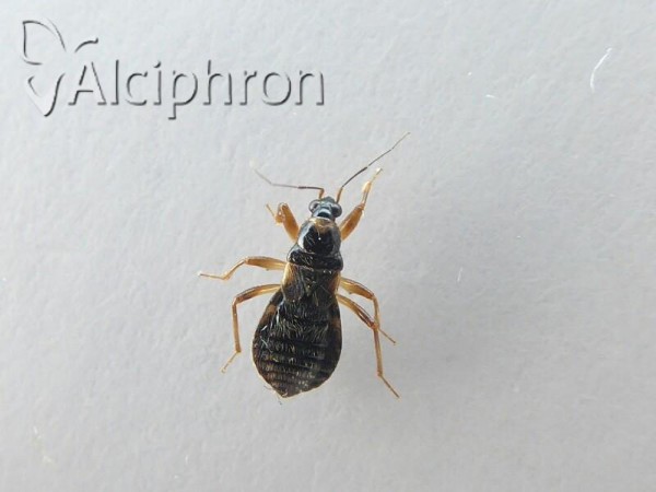 Alloeorhynchus flavipes