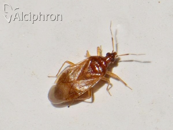 Amphiareus obscuriceps