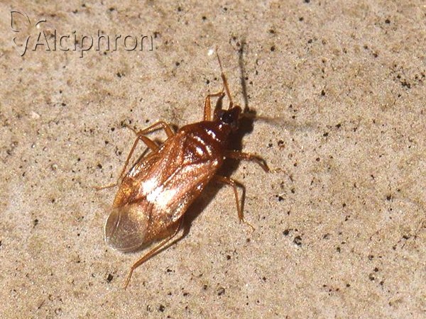 Amphiareus obscuriceps