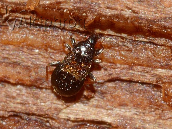 Xylocoris cursitans