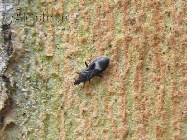 Dufouriellus ater