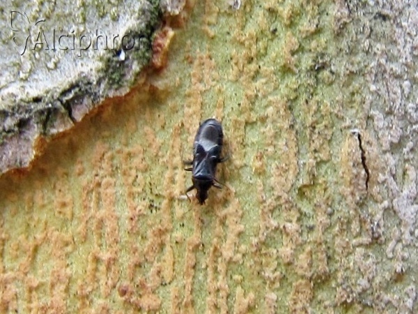 Dufouriellus ater