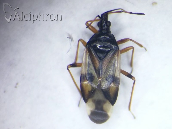 Anthocoris nemorum