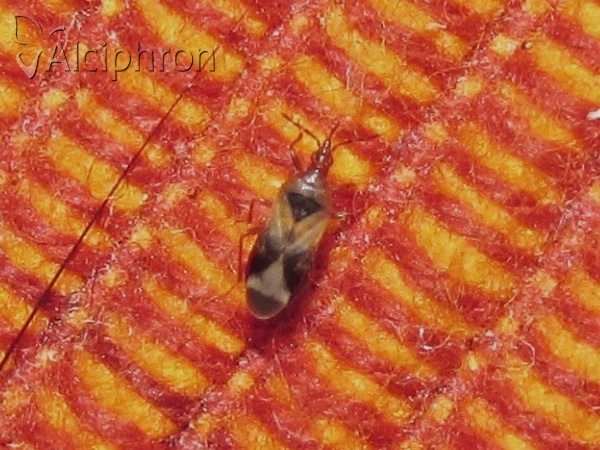 Anthocoris visci