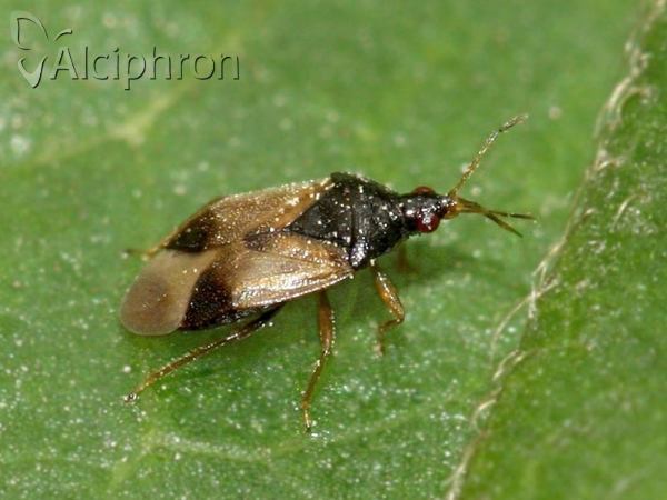 Orius minutus