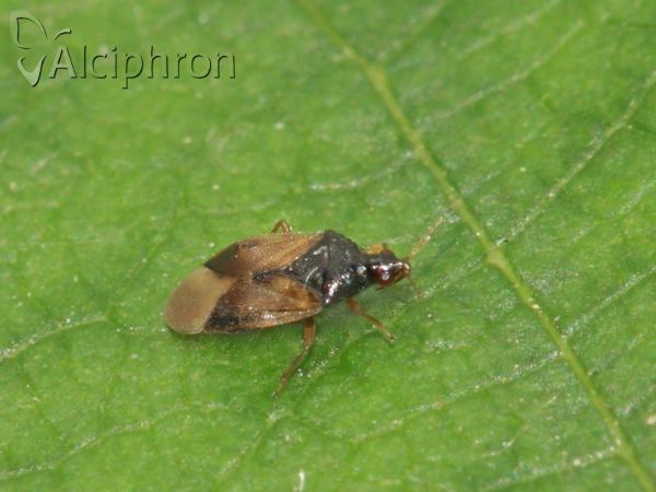 Orius minutus