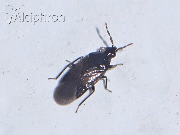 Orius niger