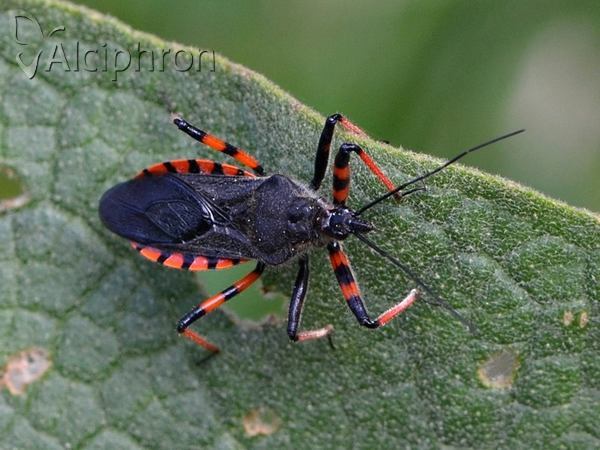 Rhynocoris annulatus