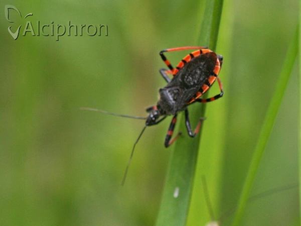 Rhynocoris annulatus