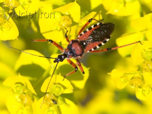 Rhynocoris iracundus