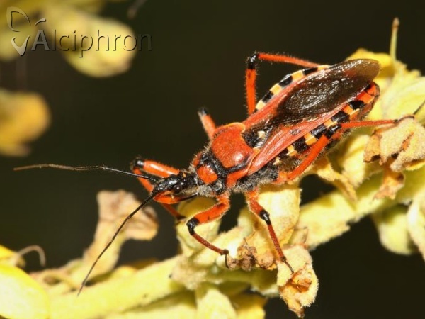 Rhynocoris iracundus