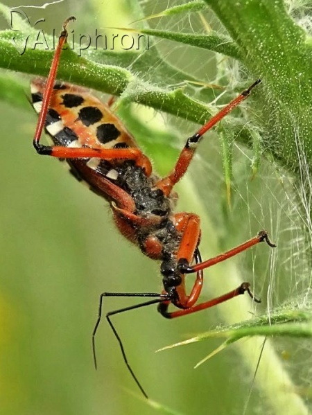 Rhynocoris iracundus