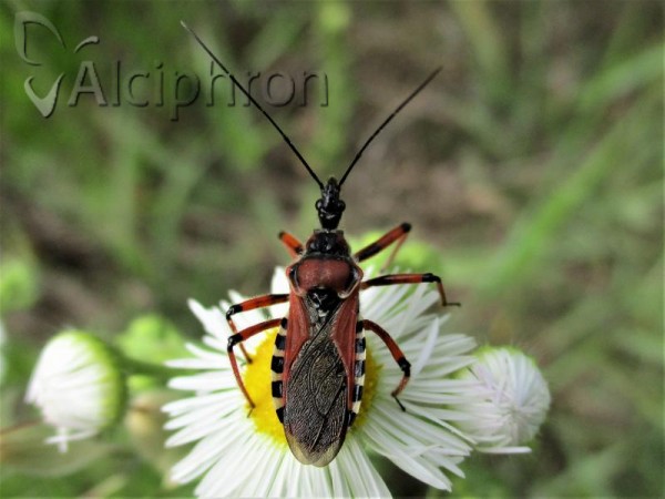 Rhynocoris iracundus