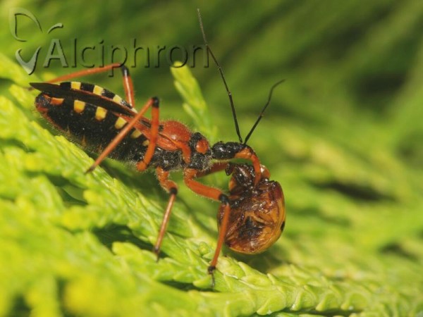 Rhynocoris iracundus