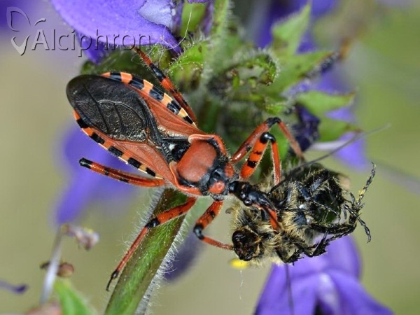Rhynocoris iracundus