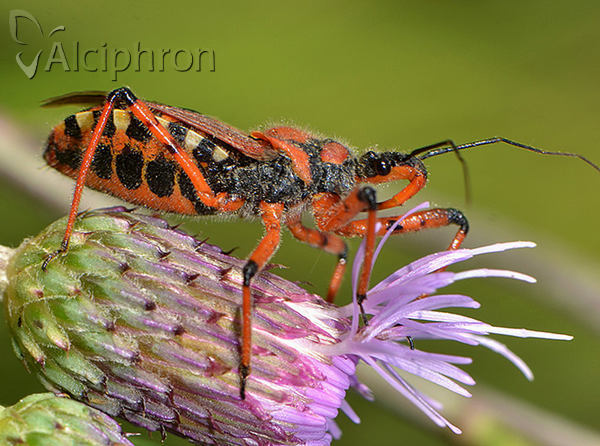 Rhynocoris iracundus